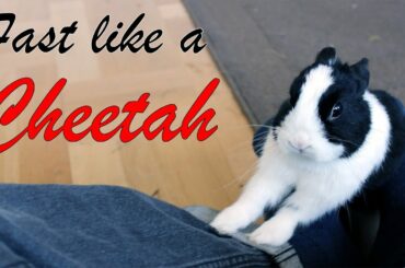 Baby Bunny runs like a CHEETAH