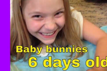 The bunnies are 6 days old!  Cute Holland Lop baby bunnies.