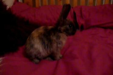 Adorable baby bunny exploring the bed.