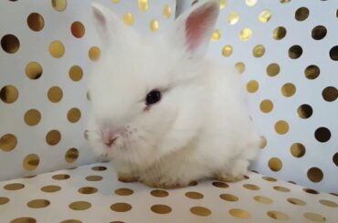 Showing you my pet baby bunny's!!!!!!!! ❤️❤️❤️