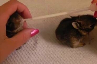 Baby Rabbits Feeding, Rescue Rabbits, Little Bunny Falling Over , Cute