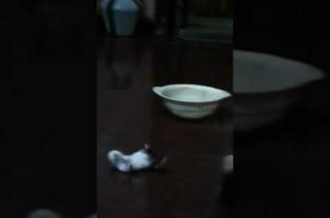 Cute Little Rabbits 🐇🐇🐇