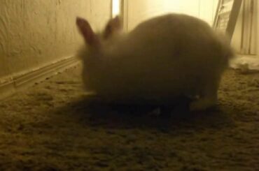 angry rabbit mommy fed up with disobedient baby bunny (part 2)