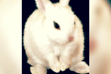 Cute and fluffy rabbits pictures