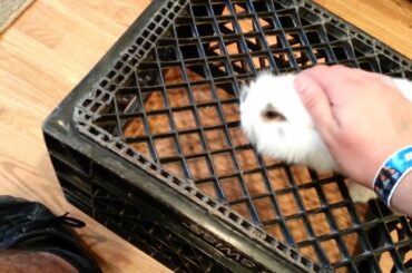 Baby bunnies for sale