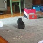 Small baby bunny jumping around like crazy!!!