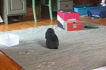 Small baby bunny jumping around like crazy!!!