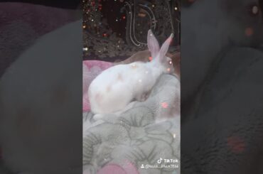My cute bunny