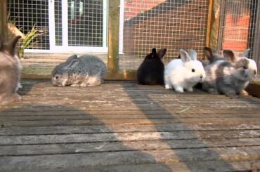 4 week old baby bunnies playing in run