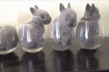 Baby Bunnies Grow Up! June 2016 Litter