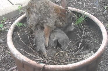 A Pot of Baby Bunnies Nursing