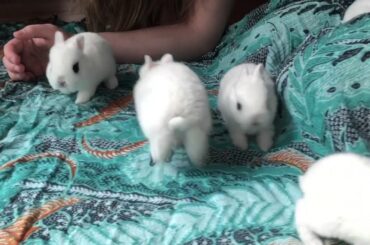 Dwarf hotot baby bunnies playtime