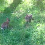 Cute (Wild) Bunnies Playing