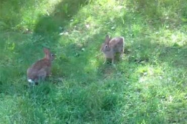 Cute (Wild) Bunnies Playing