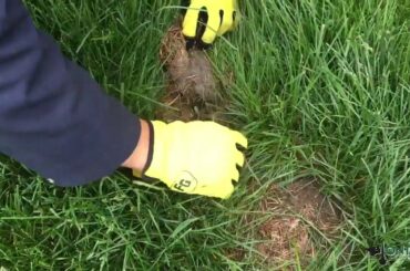 You find baby rabbits in your grass...what do you do?