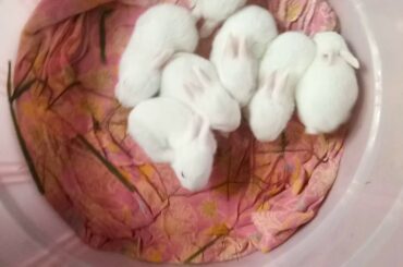 Khargosh ki baby cute baby bachcha and Rabbit