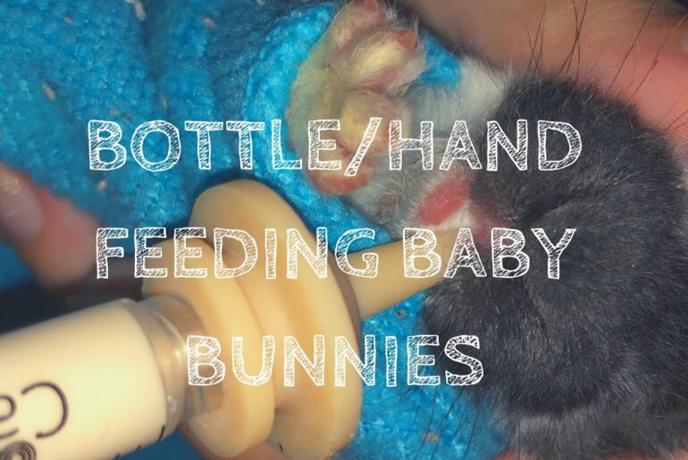 Bottle Feeding Baby Bunnies
