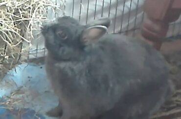 #Bunny #Cute #Animal 🐇❤