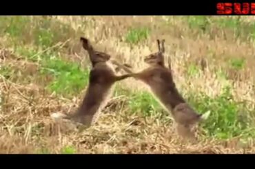 Wild Rabbits FIGHT!