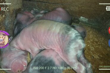 3 Cute Baby Bunnies Day 3 (DOB: Jan 30, 2019) - Bongskie Rabbitry Cebu - Bisdak Edition