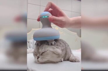 Baby Cats   Cute and Funny Cat Videos Compilation   Aww Animals