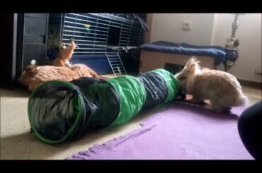 CUTE and FUNNY Teddy Rabbit - EXPOLRE and PLAY with tunnel.