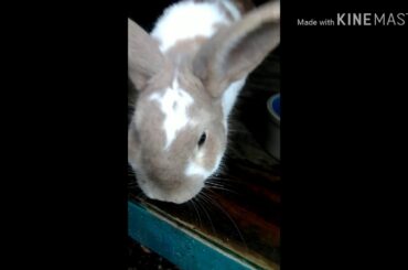 My cute bunny 🐇🐰