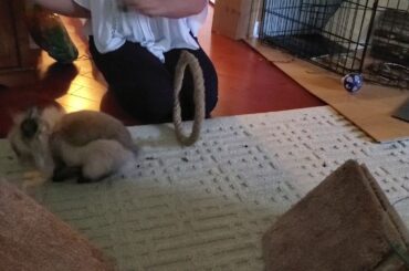 Rabbit Tricks - Gizmo The Baby Lionhead "hoop jump" early target training (©)