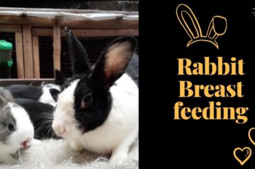 MOTHER RABBIT FEEDS 14 DAY OLD BABY BUNNIES