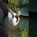 😘😘😍So Cute Rabbit in a beautiful Garden || 2020 || 😘😘