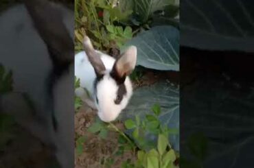 😘😘😍So Cute Rabbit in a beautiful Garden || 2020 || 😘😘