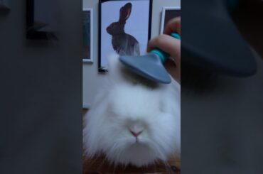 Cute lionhead bunny rabbit with long fur rabbit being brushed