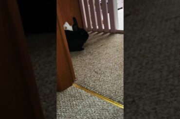 Deaf happy rabbit zoomies and binkies. Cute lionhead house bunny!