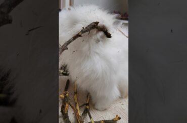 Cute lionhead rabbit ASMR