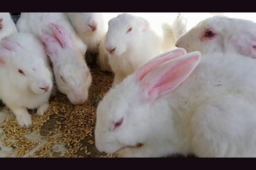 amazon animals cute rabbit