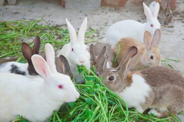Bunnies  Cute Rabbit Videos
