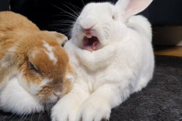 Cute rescued bunnies having a lazy Sunday