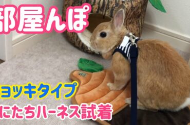 【うさぎ】くにたちハーネスで部屋んぽ【グッズ紹介】Cute rabbit #89
