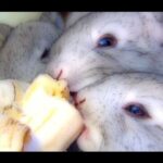 Really Cute Baby Bunny Rabbits Pets Eating Bananas - iMovie Cartoon Effect