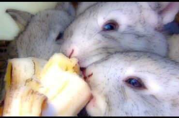 Really Cute Baby Bunny Rabbits Pets Eating Bananas - iMovie Cartoon Effect