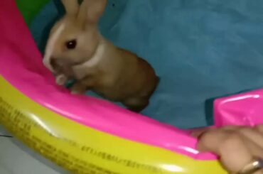 Cute Rabbit কিভাবে  কিউট করে খাচ্ছে খোরগোশ  How the rabbit is eating