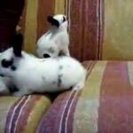 3 week old baby bunnies~ cute