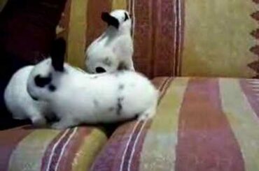 3 week old baby bunnies~ cute