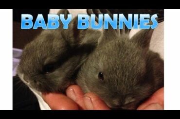 Cutest Baby Bunnies Ever