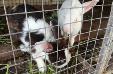 ទន្សាយ | Rabbit | Rabbits | Rabbits Videos | Rabbits Eating | Cute Rabbits Videos | Funny Rabbits