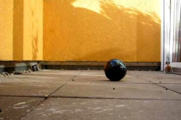 Little cute baby bunnies  :-)