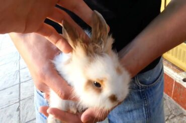 الأرنب 🐇 العجيب Cute Rabbit 🐰