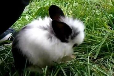 Cutest baby bunnies PLAYING =D