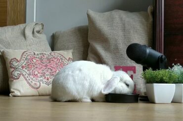 😍🐇Cute bunny Masha eating ASMR