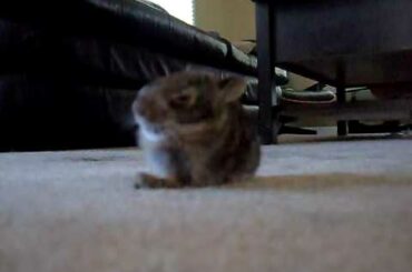 Super Cute Baby Bunny...SOOOO Tired!